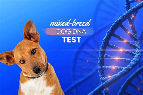 Doggie dna. Things To Know About Doggie dna. 